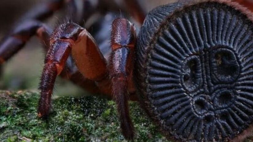 Apesar da aparência assustadora, não é perigosa para os humanos e passa a maior parte do tempo escondida. /Internet