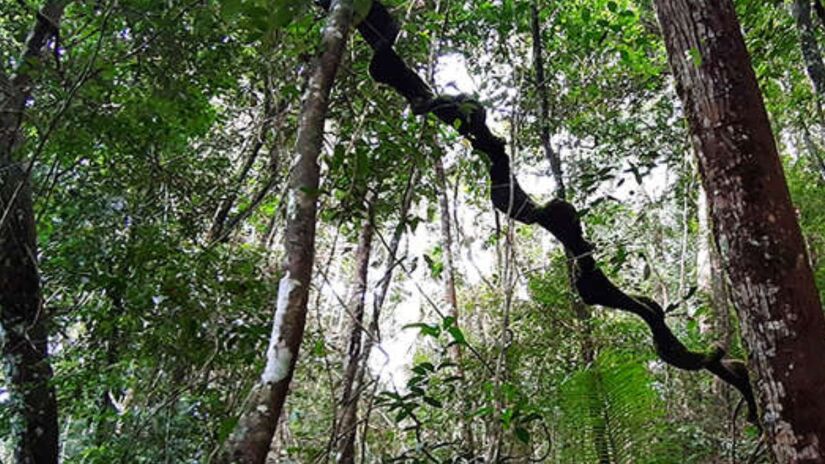 10ª - Reserva Florestal Sinharaja  Sri Lanka - Designada Reserva da Biosfera Mundial em 1978 e Patrimônio Mundial em 1988/ Ruwan Illeperuma / commons wikimedia