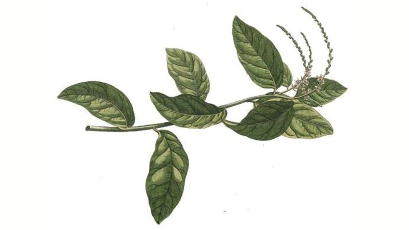 Guiné: poderosa para neutralizar energias negativas e fortalecer o ambiente/ Domínio Público/Wikimedia Commons