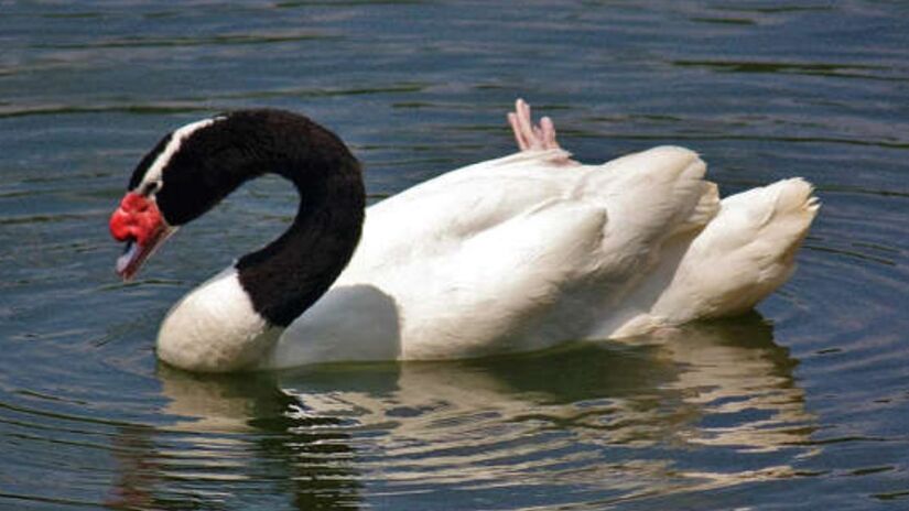 Com 248 mil m², Valdivian abriga rica diversidade de flora e fauna. Dentre os animais, estão o puma, o pudu, o cisne de pescoço negro e o macaco de montanha/ J Patrick Fischer wikimedia commons