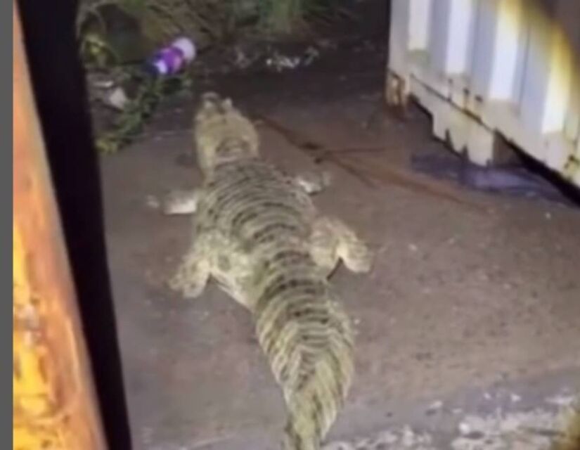 A presença do grande animal chamou a atenção de motoristas que passavam pelo trecho e de funcionários da empresa responsável pelo depósito/Reprodução