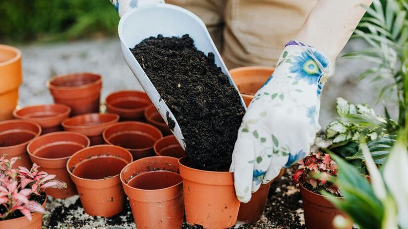 Adubar a cada 7 ou 15 dias, especialmente no verão e primavera, repõe os minerais que a planta consome, renovando a terra e preparando-a para um novo ciclo de vida/Pexels