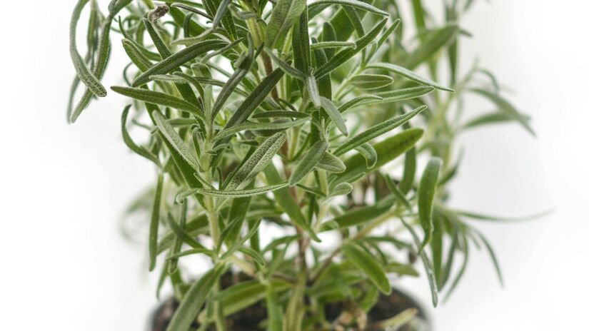 Use-o fresco ou seco para dar um toque aromático especial a carnes assadas (frango ou cordeiro), batatas, pães e azeites aromatizados/Pexels