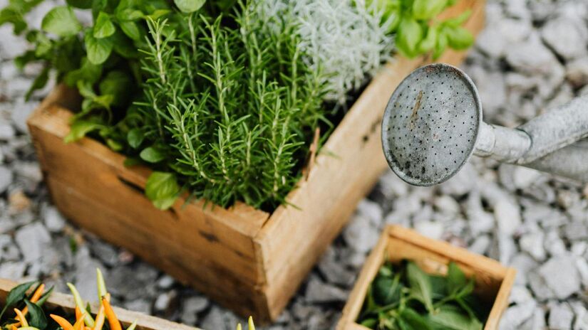 Coloque alguns ramos de molho no álcool ou vinagre branco por alguns dias para criar um produto de limpeza multiuso, desinfetante e perfumado/Pexels