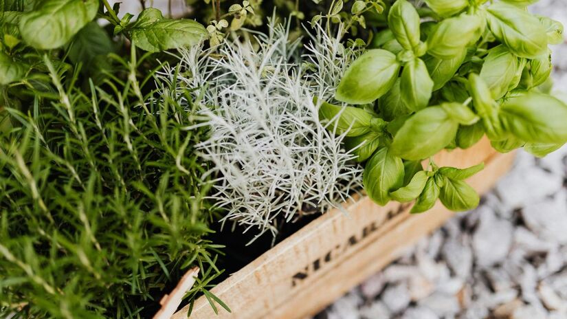 O óleo essencial de alecrim, quando diluído em um óleo vegetal, é popular por estimular a circulação no couro cabeludo, ajudando no crescimento e fortalecimento dos fios/Pexels