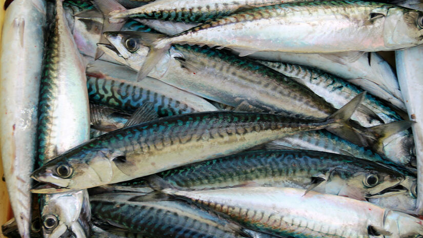 Unsplash/Edouard Dognin 