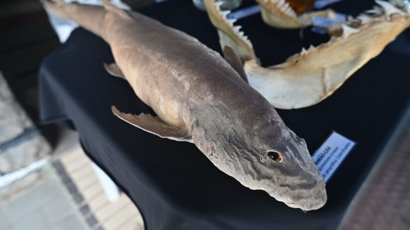 A proposta também inclui acessibilidade / Henrique Teixeira/PMS