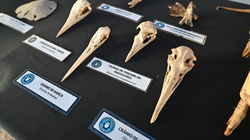 A agenda completa está disponível no site oficial da Prefeitura / Henrique Teixeira/PMS