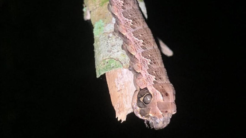 Ela imita uma serpente para se defender de predadores / Foto: Bruno Lourenço