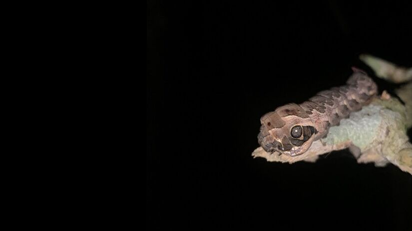 Essa camuflagem afugenta aves e outros possíveis atacantes / Foto: Bruno Lourenço