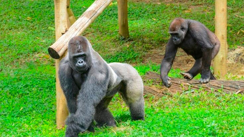 Reprodução/Juan Espanha