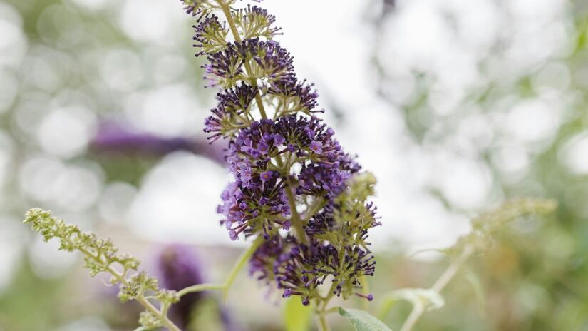 O nome popular da Buddleia não é à toa! Suas inflorescências coloridas (roxo, rosa, branco) são um poderoso ímã natural, atraindo borboletas e abelhas, e aumentando a biodiversidade do seu jardim/Pexels