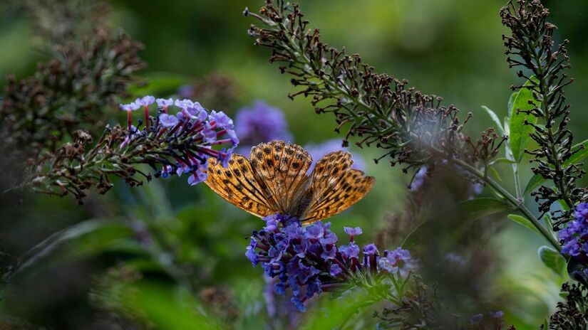 Além de demandar pouca água, a Buddleia é naturalmente resistente a pragas e doenças, o que significa que você gasta menos tempo com manutenção e defensivos químicos/Pexels