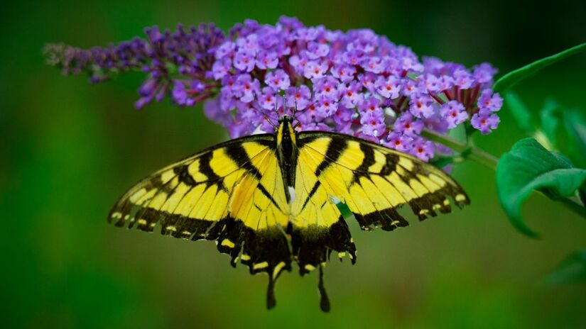 Para mantê-la saudável, basta solo bem drenado e uma poda no final do inverno ou início da primavera. Essa poda anual é crucial para estimular uma nova e abundante floração/Pexels