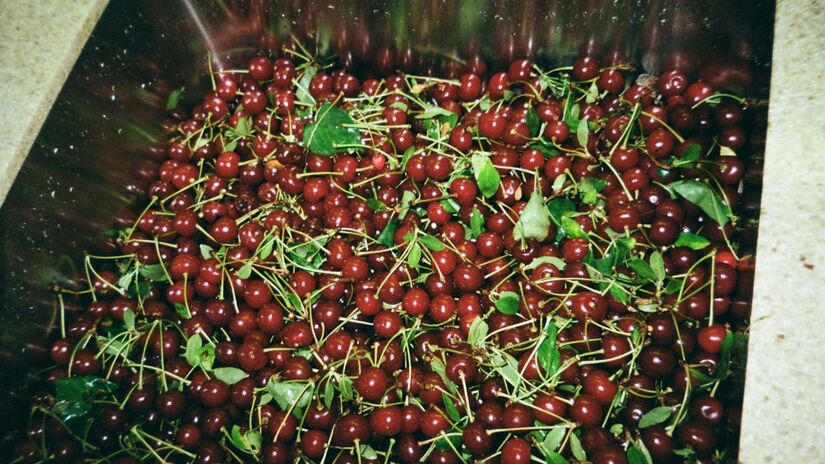 Técnicos do Vigiagro, do MAPA, identificaram a praga durante uma inspeção de rotina em Guarulhos. Medidas rápidas impediram a contaminação em solo brasileiro/Pexels