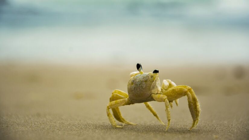 Ao revirarem a areia do fundo, os siris oxigenam o sedimento e favorecem a saúde dos ecossistemas costeiros / Pixabay