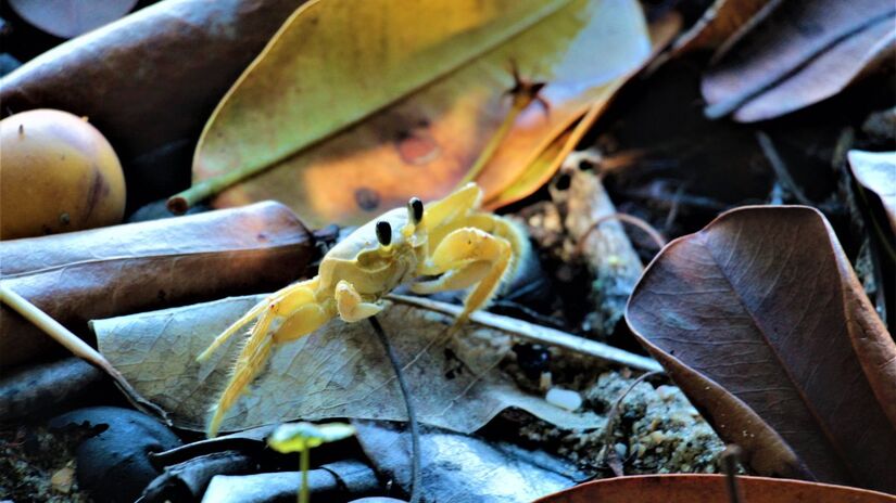 Siris servem de alimento para diversas espécies, sendo elo essencial na cadeia alimentar marinha / Pixabay