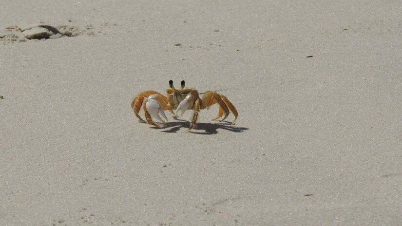 Esses crustáceos contribuem para a limpeza natural das águas ao consumir restos orgânicos / Pixabay