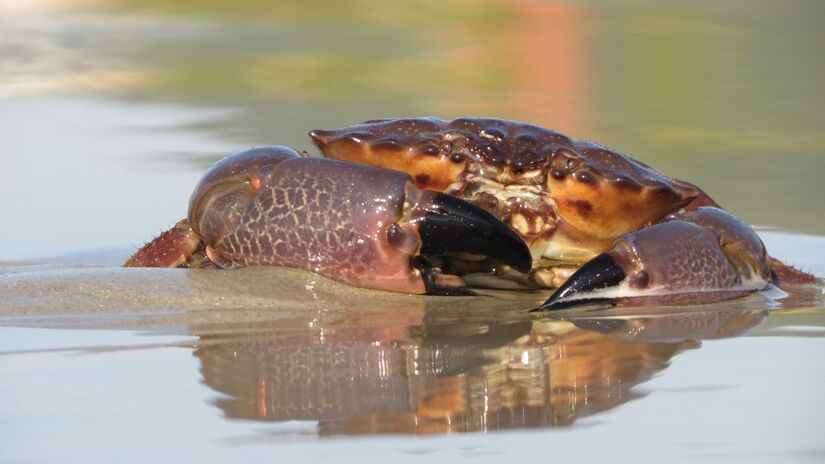 A presença dos siris indica ambientes saudáveis, funcionando como importantes bioindicadores da natureza / Pixabay