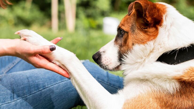 Usar a pata é uma maneira de iniciar contato, estabelecer vínculo ou pedir algo