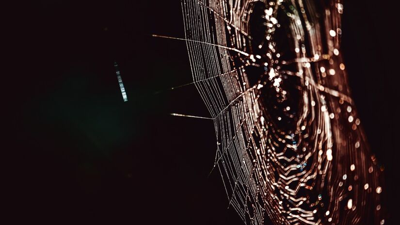 A teia funciona como armadilha e sensor, revelando vibrações que indicam a chegada da presa / Pixabay