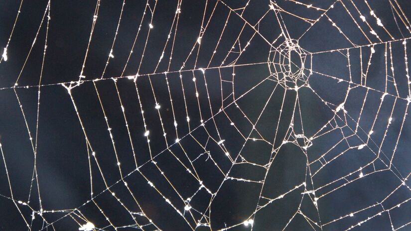 Além de caçar, muitas aranhas usam suas teias para proteger ovos e garantir a sobrevivência da espécie / Pixabay