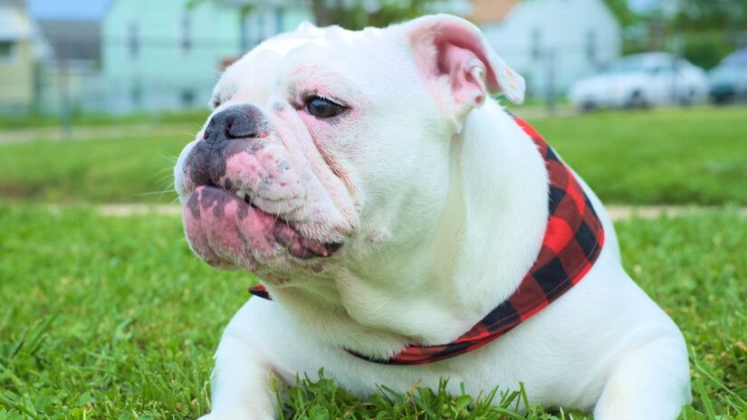 Os buldogues ingleses são conhecidos pela natureza tranquila e afetuosa / Fotos: Freepik