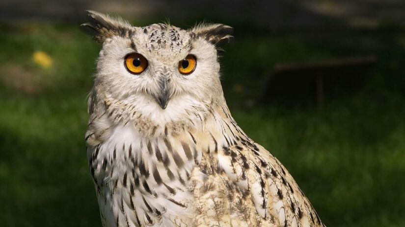 Sabia que a associação da coruja com a sabedoria vem da mitologia grega? Ela era a companheira de Atena, a deusa da estratégia. Essa ligação se deve à sua capacidade de caçar no escuro, simbolizando a intuição e a visão clara onde outros não enxergam/Pexels