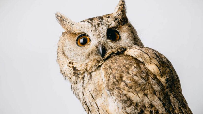 Além da simbologia, as corujas são predadoras essenciais no ecossistema. Elas se alimentam de roedores e outras pragas, sendo cruciais para o controle biológico e a proteção das plantações/Pexels