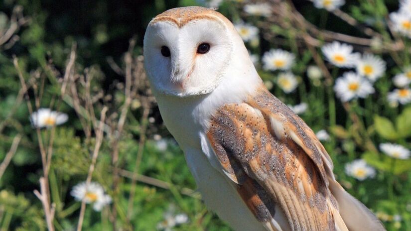 O voo da coruja é praticamente inaudível, o que é vital para a caça. Essa furtividade, combinada com sua capacidade de girar a cabeça em até 270 graus, faz dela uma das caçadoras mais eficientes e misteriosas da noite/Pexels