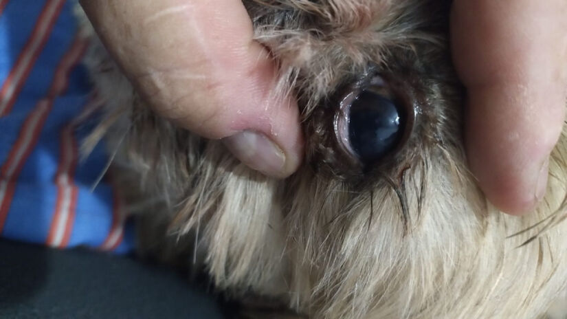 Esclarece que o ideal é detectar e tratar o problema a partir dos primeiros sinais / Divulgação/Nayara Martins