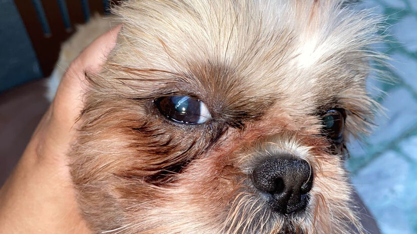 Um dos casos aconteceu com uma cachorrinha da raça Shih Tzu / Divulgação/Nayara Martins