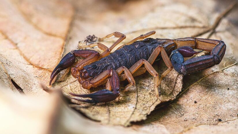 Diferente de insetos, a picada de escorpião causa dor intensa e desproporcional ao tamanho da lesão. Ao notar dor forte e repentina, procure atendimento médico imediato/Pexels