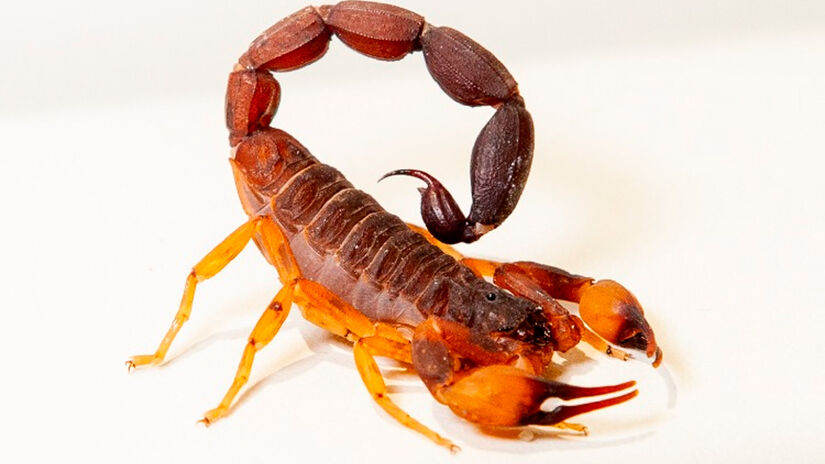 Divulgação/Butantan