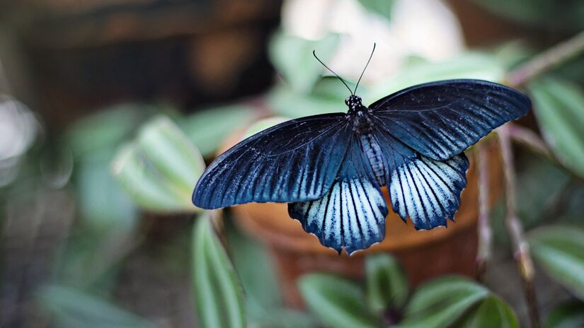 Espécies ornamentais exigem manejo cuidadoso para não desequilibrar o ecossistema / Pixabay