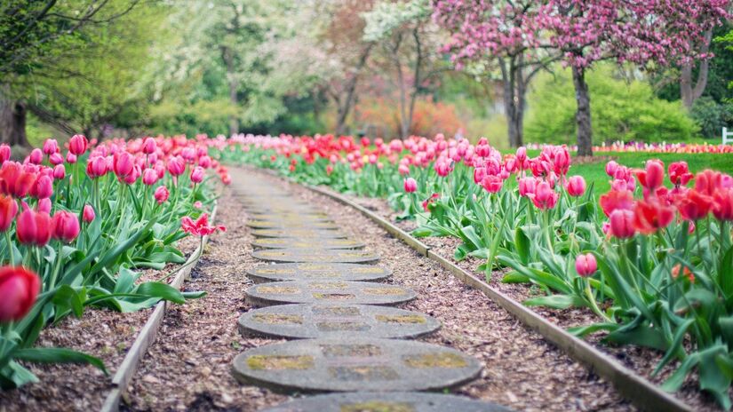 Conhecimento técnico é essencial para impedir que plantas causem desastres ecológicos / Pixabay