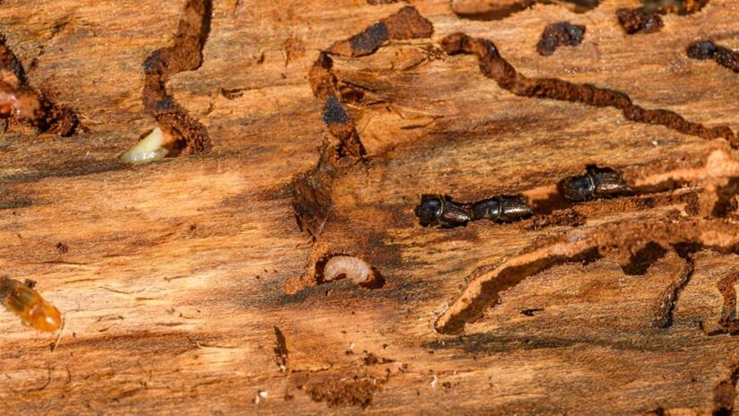 Com algumas ações bastante simples é possível fazer com que eles não se espalhem nas estruturas e móveis (Petr Ganaj/Pexels)