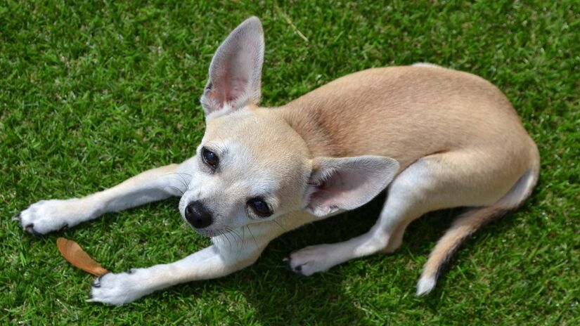Pequeno no tamanho, gigante na personalidade: o chihuahua é cheio de atitude / Pixabay