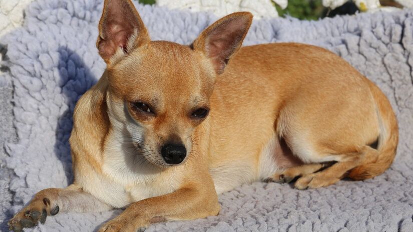 Com olhos expressivos e orelhas alertas, o chihuahua está sempre atento a tudo ao redor / Pixabay