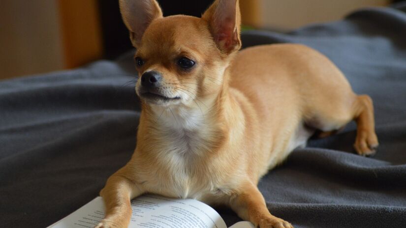 Conhecido por sua lealdade, o chihuahua cria laços profundos com seus humanos favoritos / Pixabay
