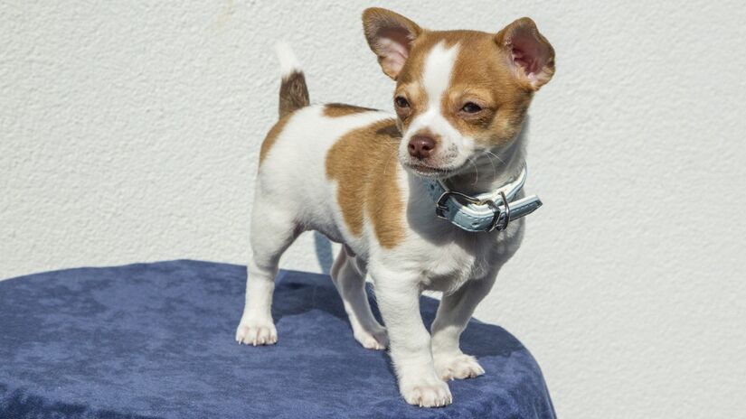 Apesar da fofura, o chihuahua é corajoso e não pensa duas vezes antes de se impor / Pixabay