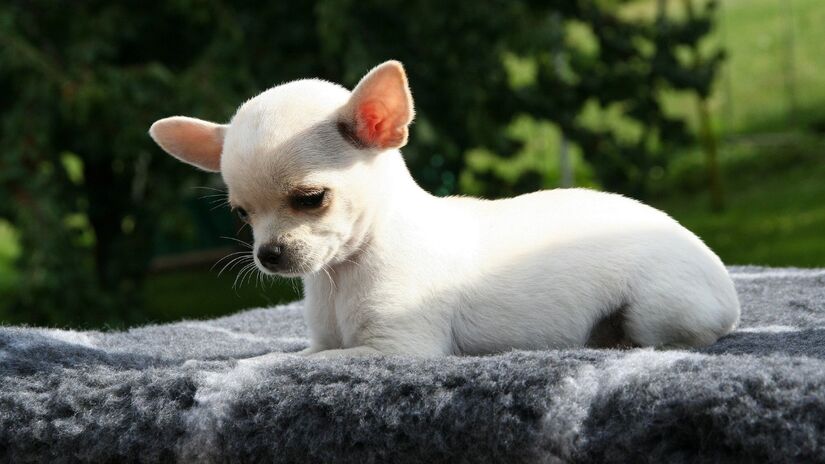 Sua energia vibrante faz do chihuahua um companheiro animado para qualquer rotina / Pixabay