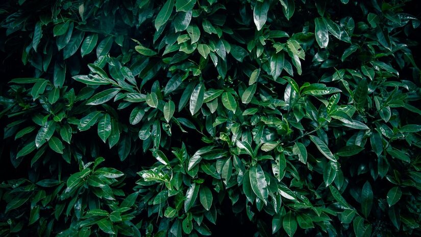 O truque é eficaz para afastar moscas, mosquitos, formigas e até mesmo baratas, sem uso de produtos químicos/Pexels