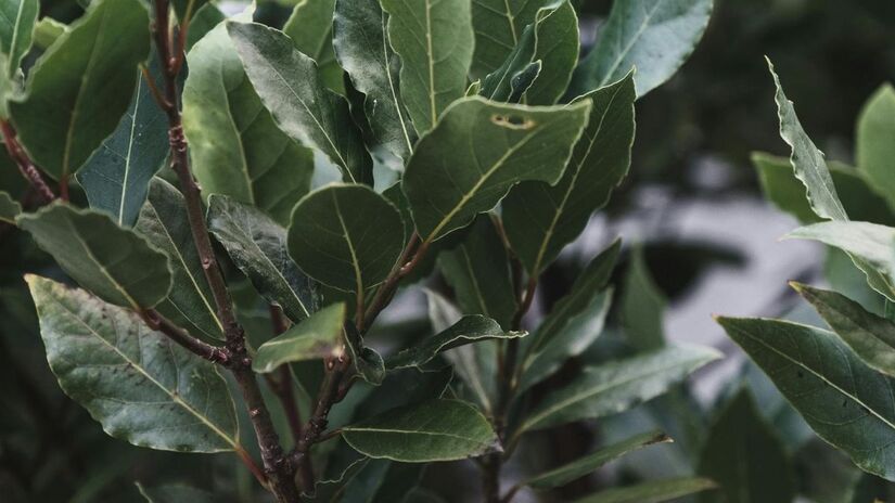 Além de espantar insetos, a folha de louro atua como um purificador de ar natural no ambiente doméstico/Pexels