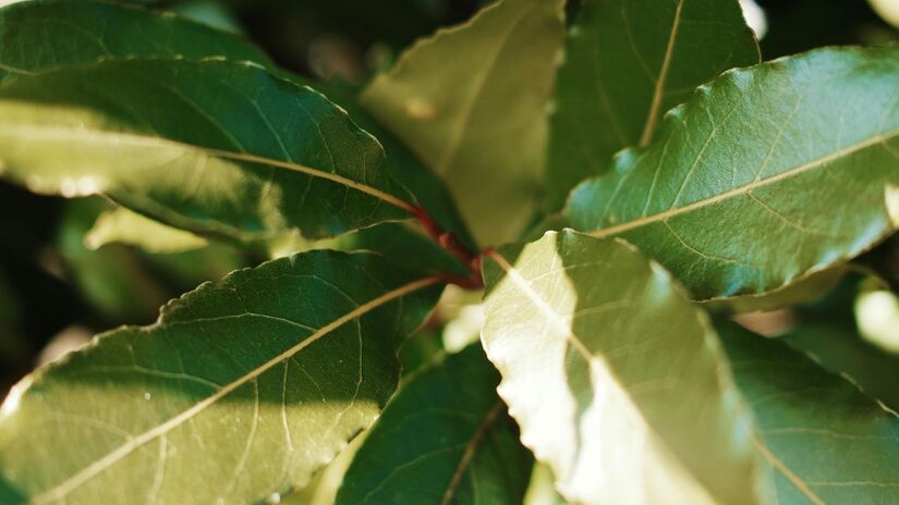 Coloque as folhas em locais de entrada, como frestas e grades de ventilação, para bloquear o acesso das pragas/Pexels