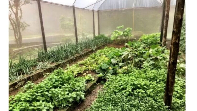 Ele cultiva uma horta orgânica para seu próprio consumo / Reprodução/Gshow