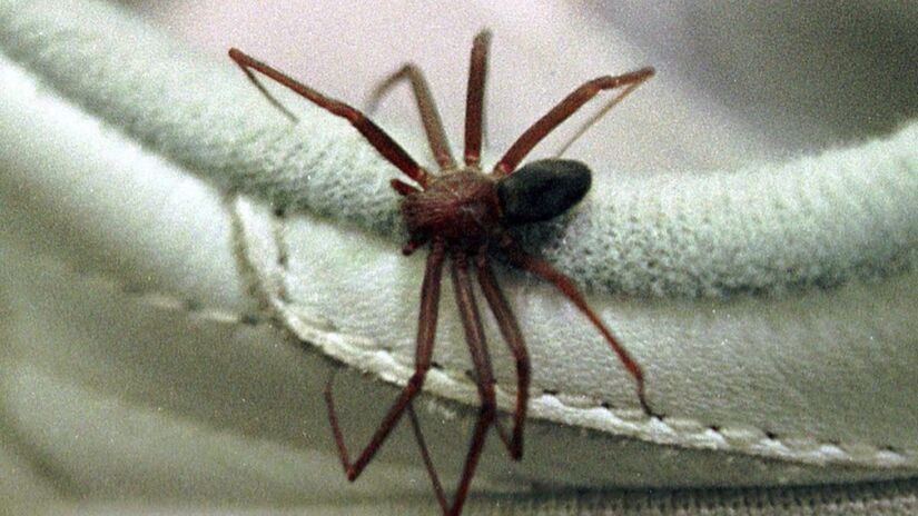 Mas se a simples presença delas te incomoda, existem formas de afastá-las sem agredir ou matar