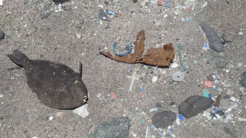 O estudo reforça a tese de que o plástico já faz parte da história geológica da Terra / Reprodução/Fernanda Avelar