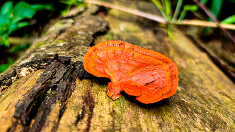 Divulgação/Prefeitura de Ilhabela