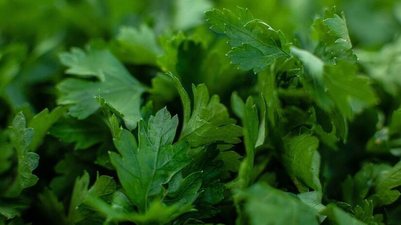 Depois disso, basta fechar bem o pote e guardá-lo em um local fresco e escuro, como a despensa